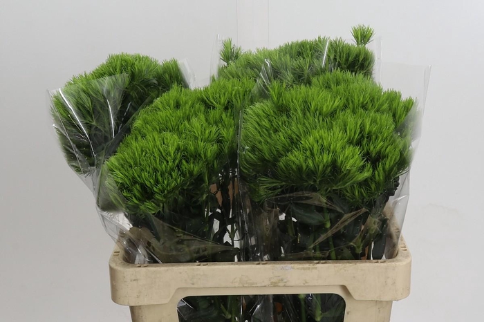 <h4>Dianthus Br Kiwi Mellow</h4>