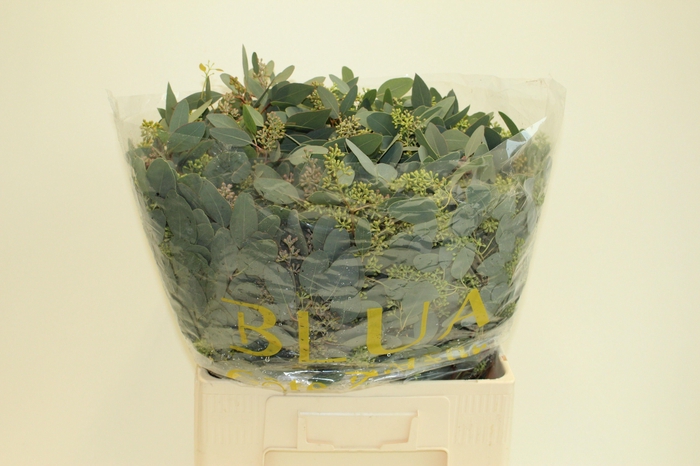 <h4>EUCA OV MET BES</h4>