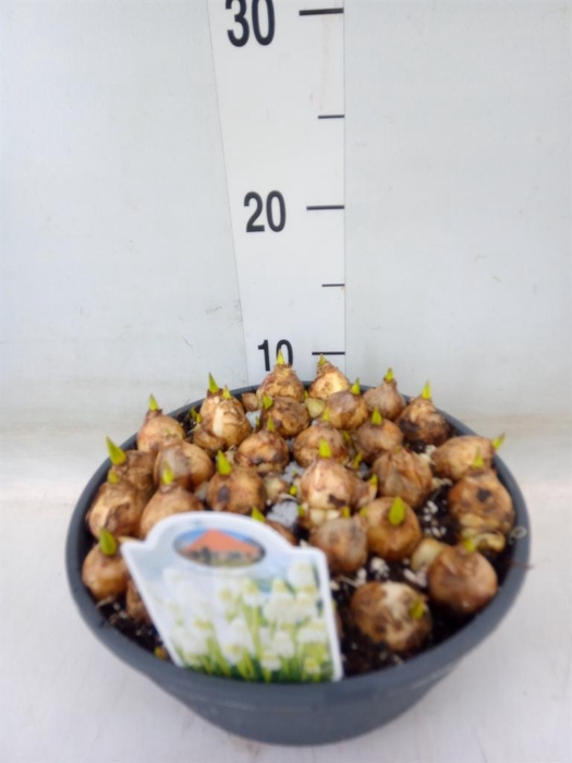 <h4>Muscari   ...</h4>