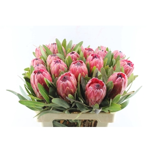 Protea Red Ice