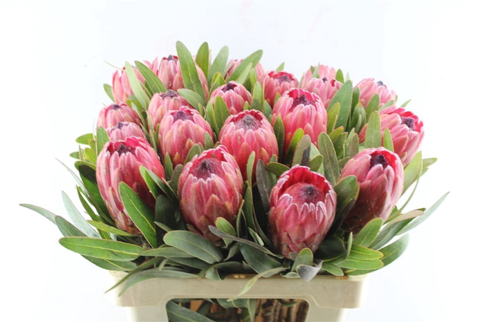 <h4>Protea Red Ice</h4>