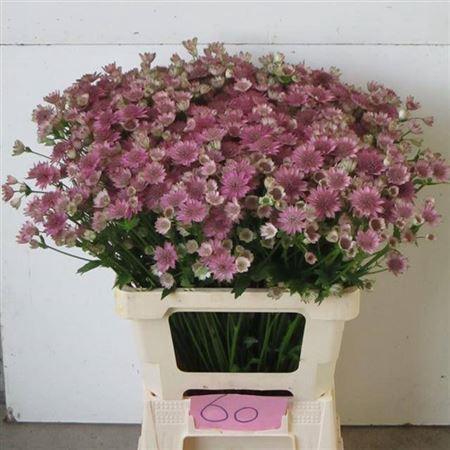 <h4>Astrantia Major Rose</h4>