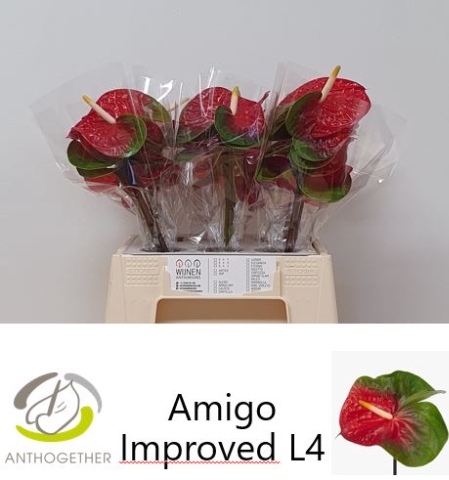 <h4>ANTH A AMIGO IMPROVE 30 Water</h4>