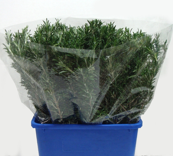 <h4>ROSMARINUS 200GR</h4>