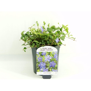 Vinca minor