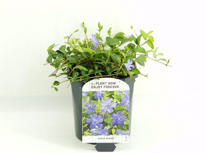 <h4>Vinca minor</h4>