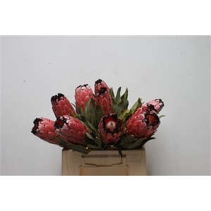 Protea Didi Red Magik