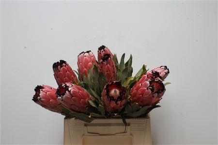 <h4>Protea Didi Red Magik</h4>