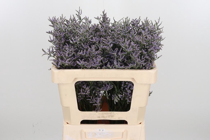 <h4>Lim Ov Skylight</h4>