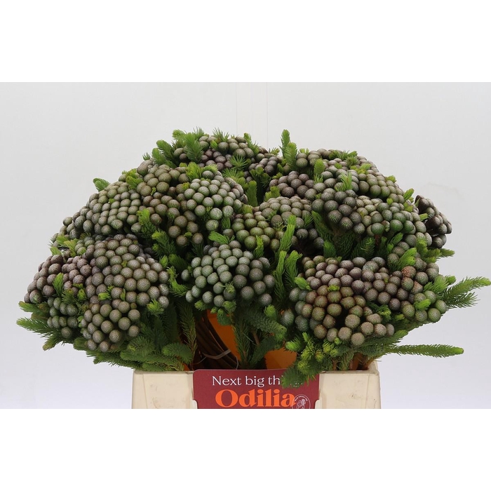 <h4>Kaaps Groen Albiflora</h4>