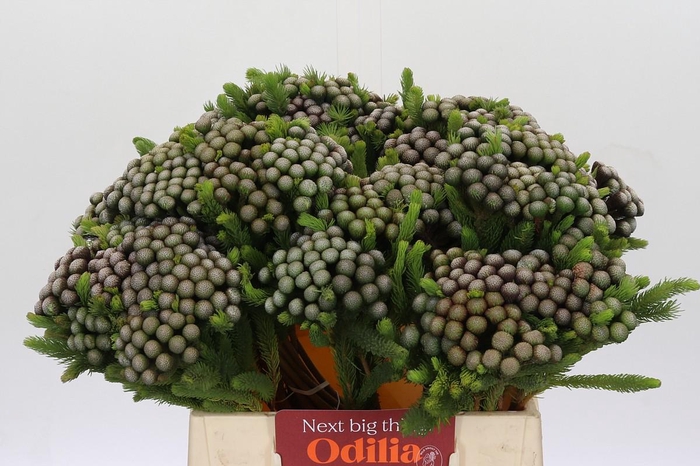 Kaaps Groen Albiflora