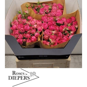 R Tr Pretty Giselle Diepers