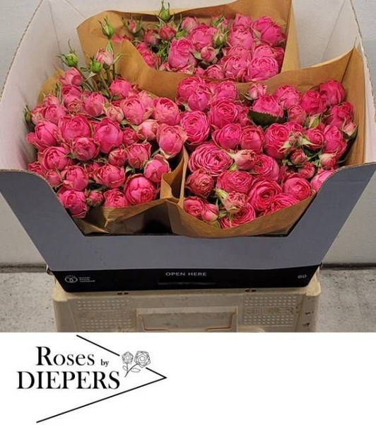 <h4>R Tr Pretty Giselle Diepers</h4>