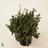 Euonymus Fo Emerald Gaiet stam