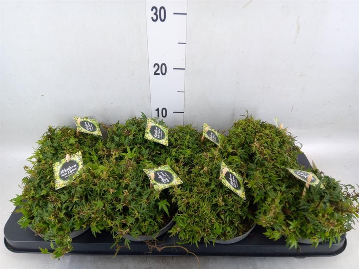 <h4>Hedera   ...</h4>