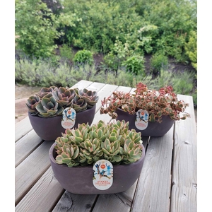 Summer Collection mixtray 25cm paars