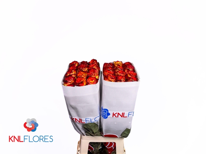 <h4>R GR HIGH & MAGIC</h4>