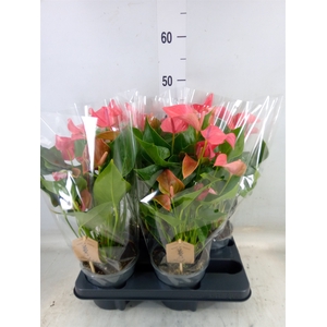 Anthurium andr. 'Sweet Dream'
