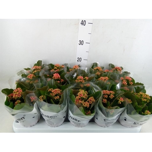 Kalanchoe blos. 'Calandiva Rubio'