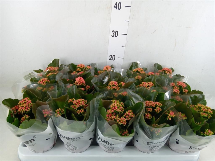 <h4>Kalanchoe blos. 'Calandiva Rubio'</h4>