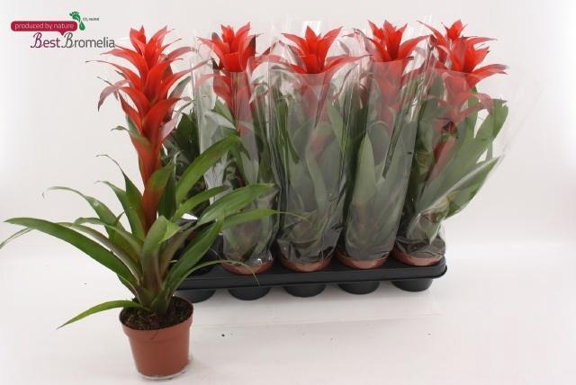 <h4>GUZM ALLURA</h4>