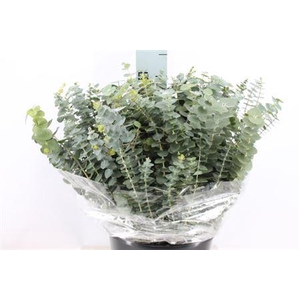 Euca Baby Blue Kort 180 Gram