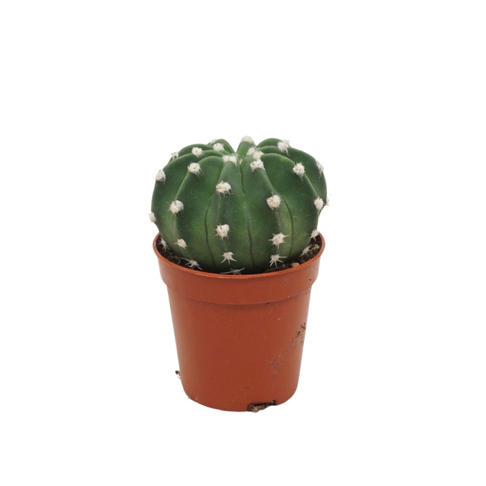 <h4>Echinopsis oxygona</h4>