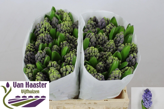 <h4>HYAC DELFT BLUE</h4>