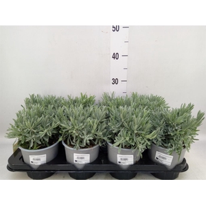 Lavandula angus.