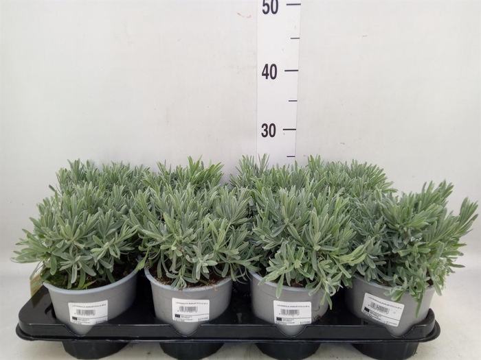 <h4>Lavandula angus.</h4>
