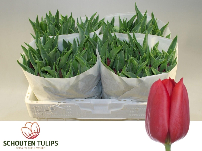 <h4>TU EN PALLADA</h4>