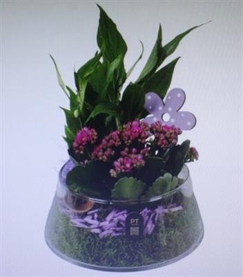 <h4>2640 Paars Ufo Glas</h4>