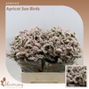 Statice Apricot Sun Birds