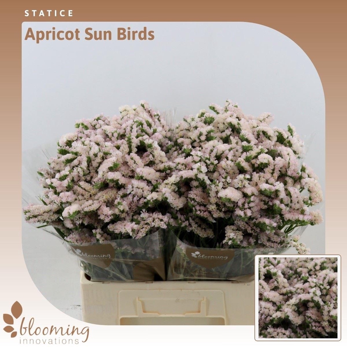 <h4>Statice Apricot Sun Birds</h4>