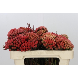 Kaaps Groen Red Brunia XL
