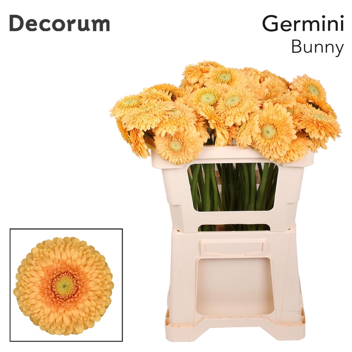 <h4>GE MB BUNNY Emmer X60 met hoes</h4>