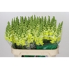 Antirrhinum Opus Yellow