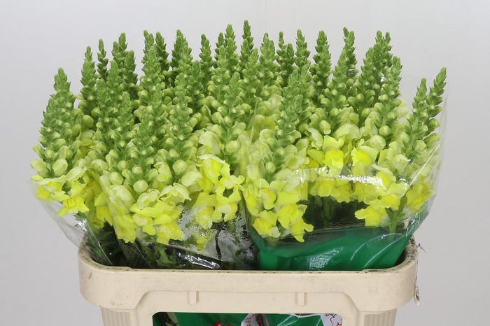 <h4>Antirrhinum Opus Yellow</h4>