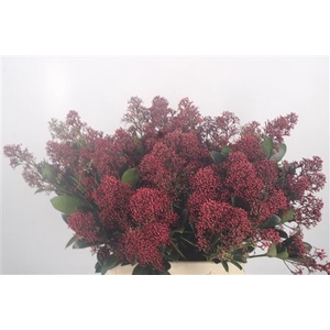 Skimmia Rubella Red Bunch