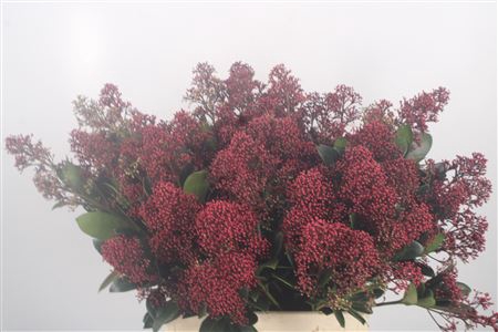 <h4>Skimmia Rubella Red Bunch</h4>