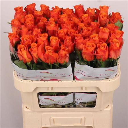 <h4>Rosa a grande fleur Orange Wave</h4>