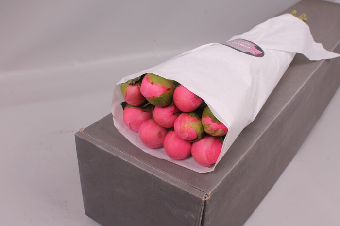 Paeonia Etched Salmon | Heavy Quality