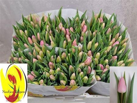 <h4>Tu En Aafke</h4>