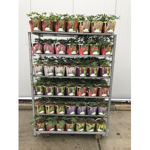 Lupinus 'West Country' Mix Kar - 19 cm in potcover