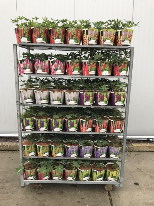 <h4>Lupinus 'West Country' Mix Kar - 19 cm in potcover</h4>