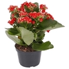 KALANCHOE DOBRADO MINI P09 VERMELHO