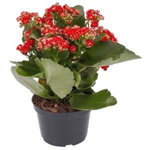 KALANCHOE DOBRADO MINI P09 VERMELHO