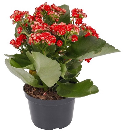 <h4>KALANCHOE DOBRADO MINI P09 VERMELHO</h4>