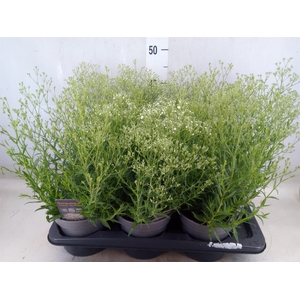 Gypsophila panic. 'Summer Sparkles'