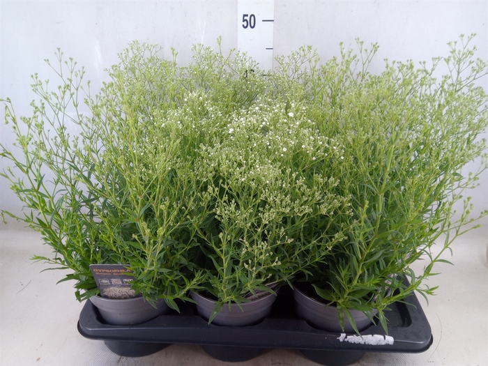 <h4>Gypsophila panic. 'Summer Sparkles'</h4>